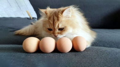 можно ли давать кошке сырое яйцо