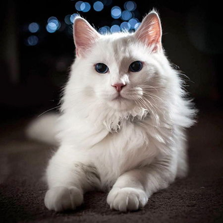 Уход за шерстью ангорских кошек