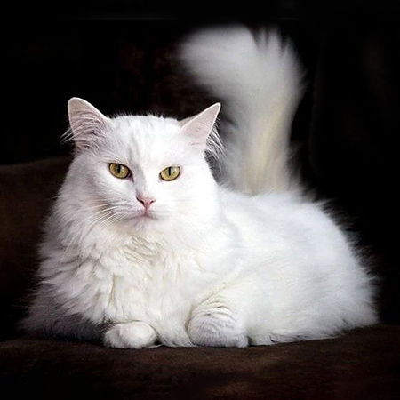 Уход за шерстью ангорских кошек