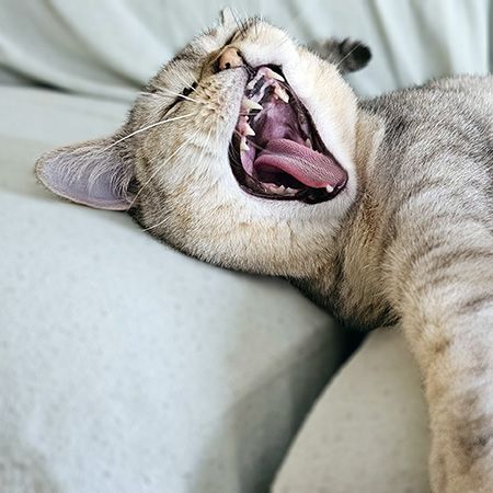 кошка мяукает по утрам