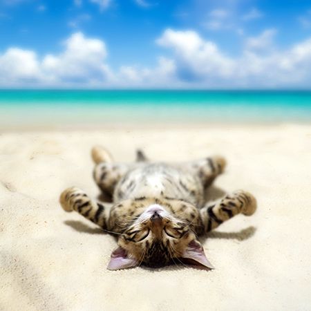 кошке солнцезащитный крем
