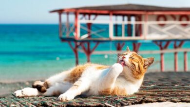 кошке солнцезащитный крем