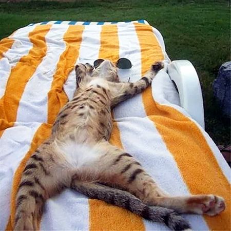 кошке солнцезащитный крем