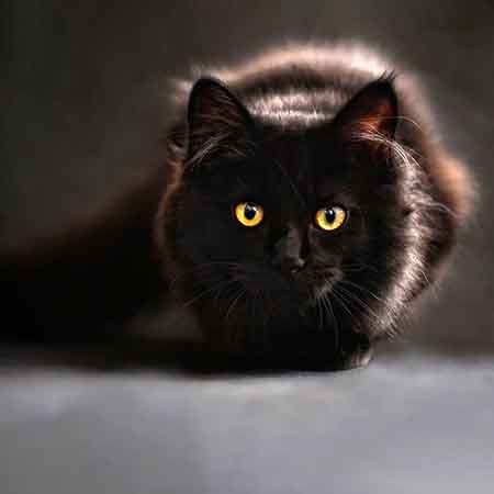 айлурофобия Страх кошек