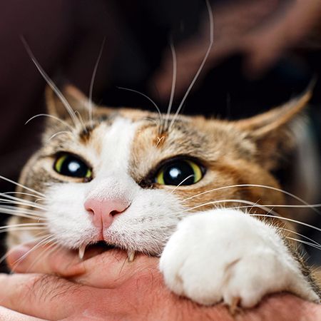 Укус кошки