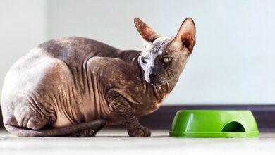7 причин, по которым кошка не ест, но ведет себя нормально кошка не ест