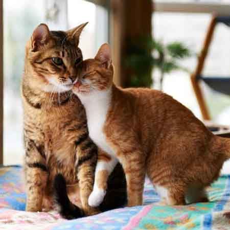 Кошка просит кота