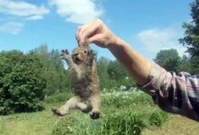 Можно ли поднимать кролика за уши