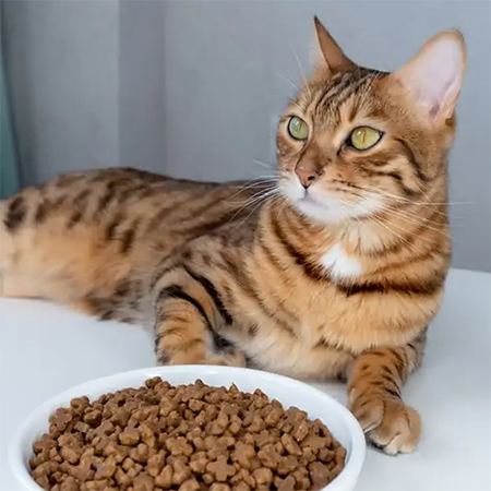 кошка не ест