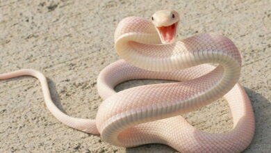 What Snakes Can Be Kept at Home?