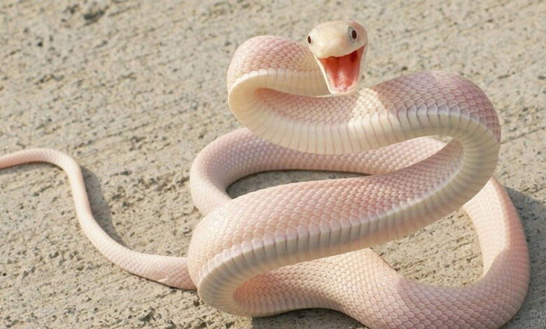 What Snakes Can Be Kept at Home?