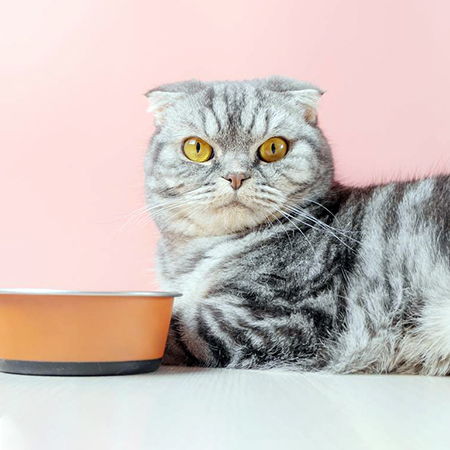 Cat Offal: What Could Be Better?