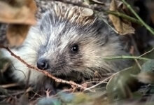 How to Take Care of a Hedgehog