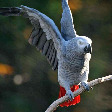 African Grey Parrot 