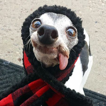 4 Reasons Why a Dog’s Tongue Feels Hot