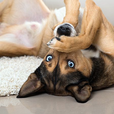 Vomiting in Dogs