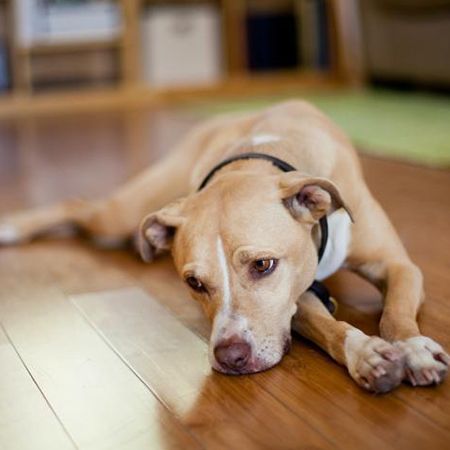 Lethargy in Dogs