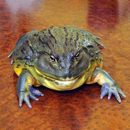 American Bullfrog