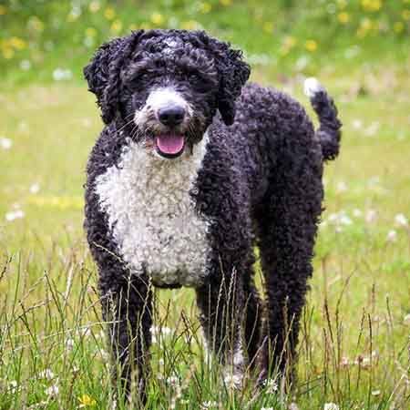 Spanish Water Dog: Breed Characteristics