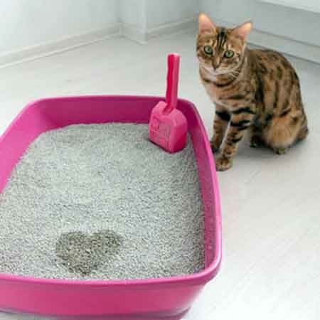 Choosing Cat Litter for Allergies