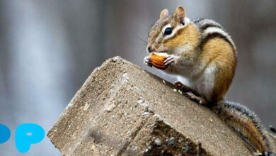 Chipmunk as a Pet Chipmunk as a Pet