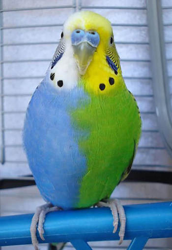 Caring for a Budgerigar