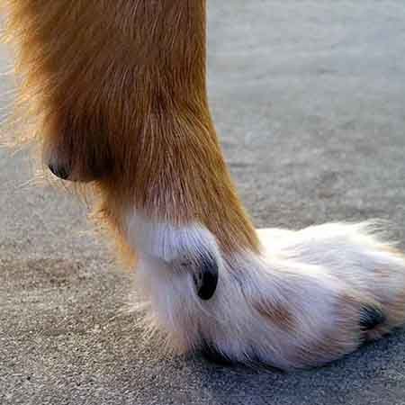 Dewclaw in Dogs