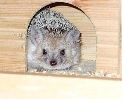 How to Take Care of a Hedgehog