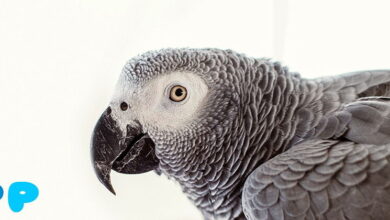 African Grey Parrot