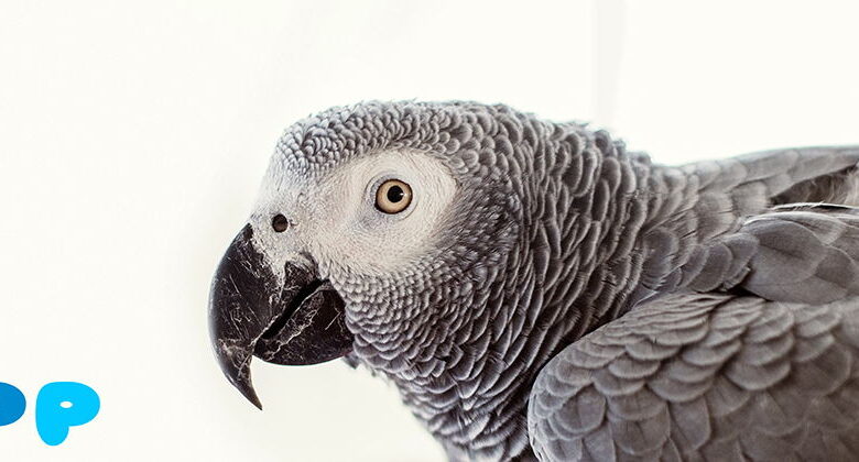 African Grey Parrot