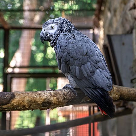 African Grey Parrot 