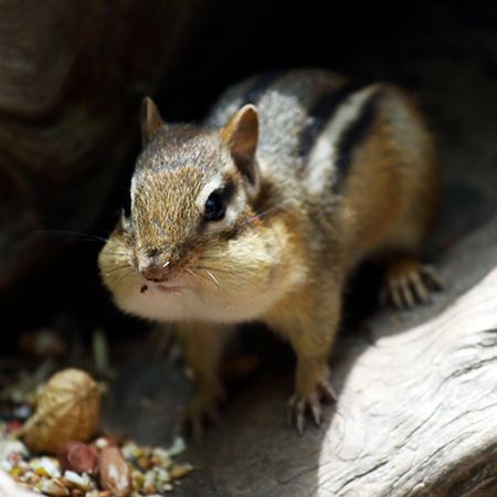 Chipmunk as a Pet