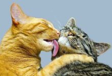 The Cat is in Heat: How to Help and Relieve Her Suffering?