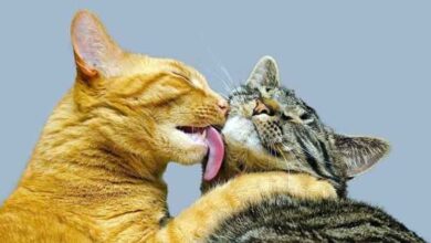 The Cat is in Heat: How to Help and Relieve Her Suffering?