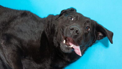 4 Reasons Why a Dog’s Tongue Feels Hot