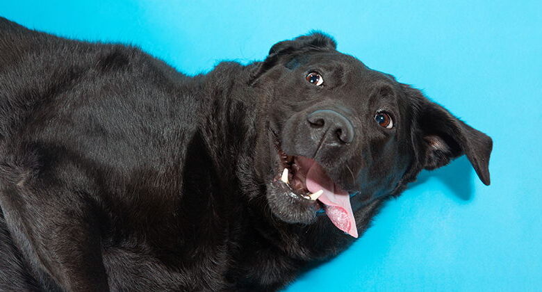 4 Reasons Why a Dog’s Tongue Feels Hot 4 Reasons Why a Dog’s Tongue Feels Hot