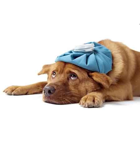 Cold in Dogs