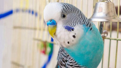 Caring for a Budgerigar