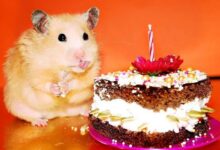 Can hamsters eat chocolate?