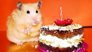 Can hamsters eat chocolate?