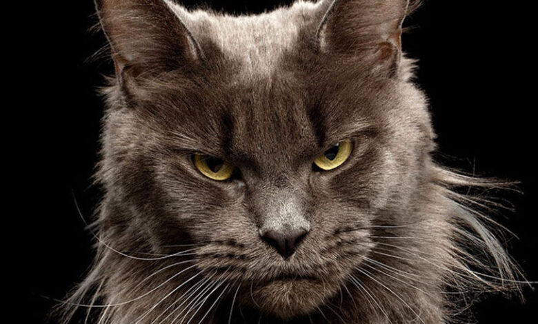 How to Domesticate a Cat? How to Domesticate a Cat?