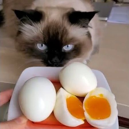 Can cats eat eggs