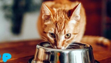 Cat Offal: What Could Be Better?