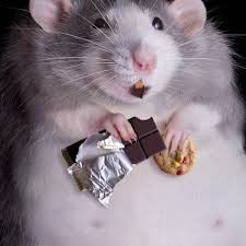 Can hamsters eat chocolate?