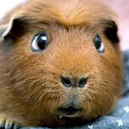 Which Tricks Can You Teach a Guinea Pig?