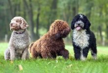 Spanish Water Dog: Breed Characteristics