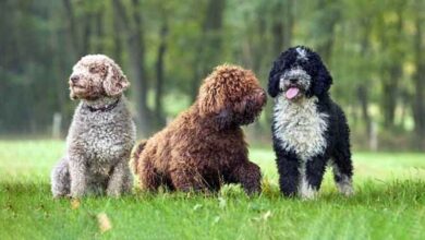 Spanish Water Dog: Breed Characteristics