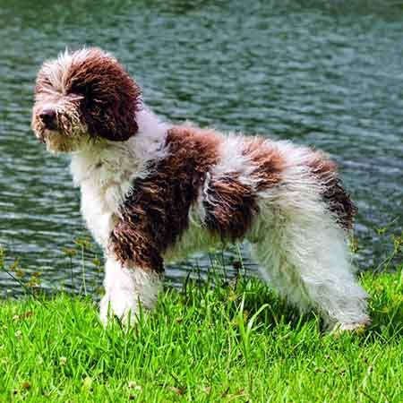 Spanish Water Dog: Breed Characteristics