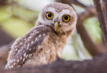 Pet Owls: Can Owls Live in an Apartment?