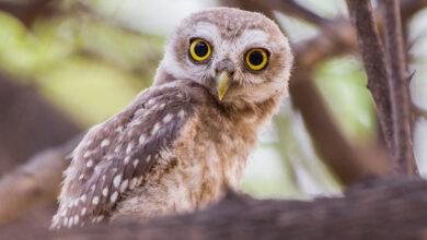 Pet Owls: Can Owls Live in an Apartment?